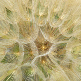 Unveiling the Golden Benefits of Dandelion: A Cup of Tea and Skincare Elixir